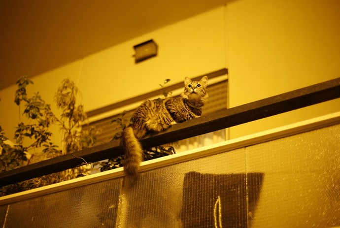 Sam Prekop The Republic