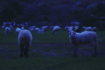 Playground Theory - B​-​sides & Otherwise