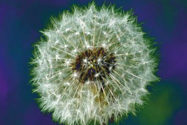 The Bevis Frond - Focus on nature